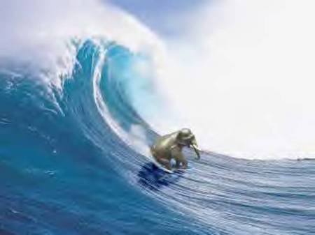 And who says only skinny folks can surf?