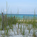 Destin Dunes and Grasses