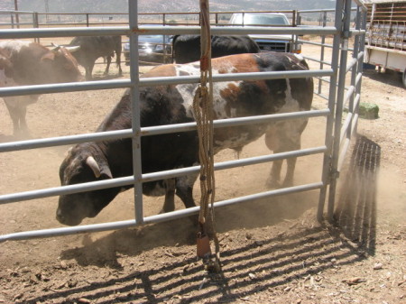 Possum  favorite rodeo bull