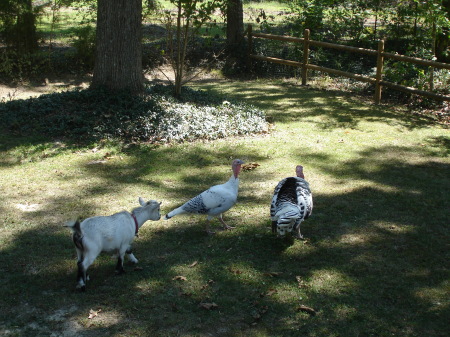 Turkeys and goats