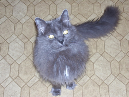 My Cat Smokey