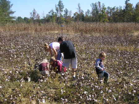 Picking Cotton