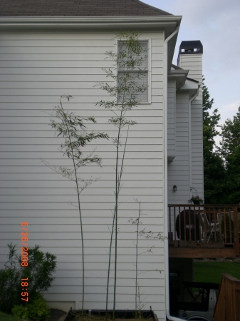 Bamboo (try to cover south side of house)