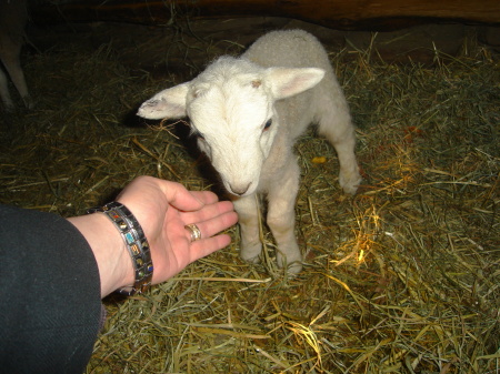 new lamb