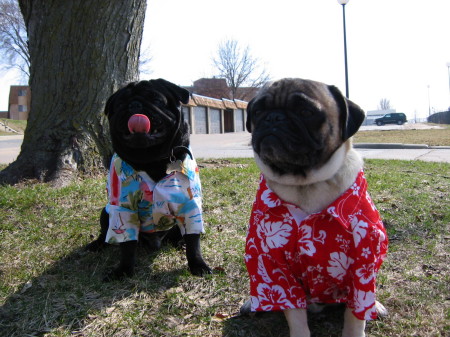 Pugs in the sun