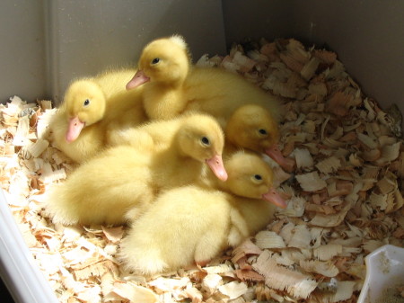 Our Pekin babies