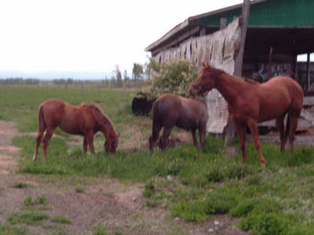 My Horses