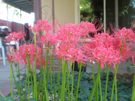 Red Beauties!