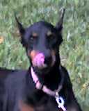 My Doberman Shianne age 14