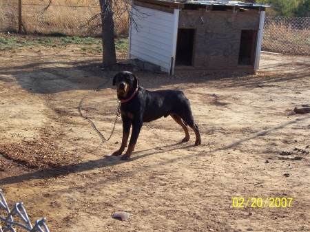 one of our dogs "Rocky"