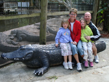 Florida Alligator