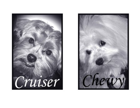 chew & cruiser