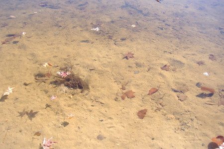 leaves in the lake