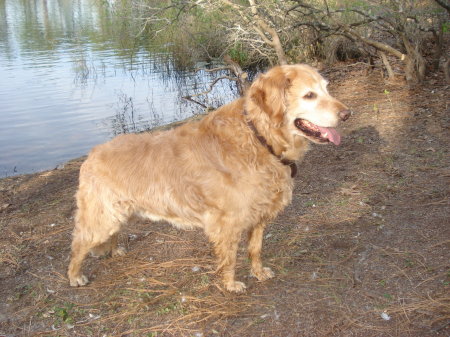 Sammy (my Golden)