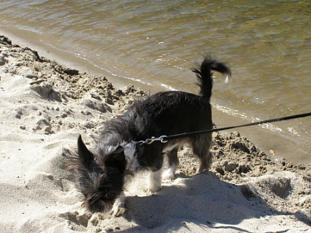 Pep at the Beach