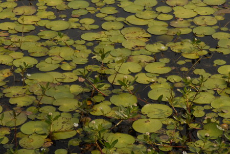 lilly pads in Georgia