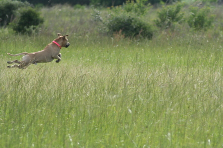 Mr. Winston Flying