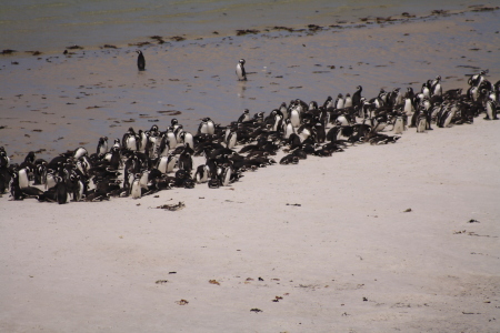 Penguin colony at Gypsy Cove, East Falkland
