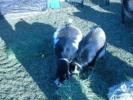 goats 035