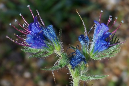 Blue flower