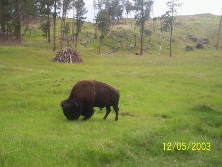 A lone Bison