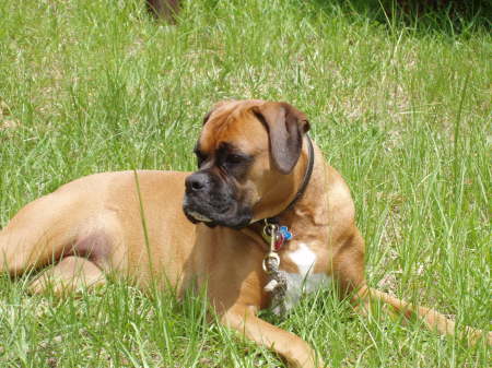 My Boxer Kaya