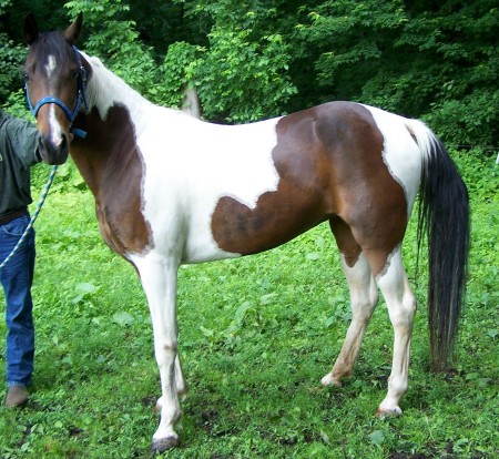 My new horse Derby, a Spotted Saddle horse