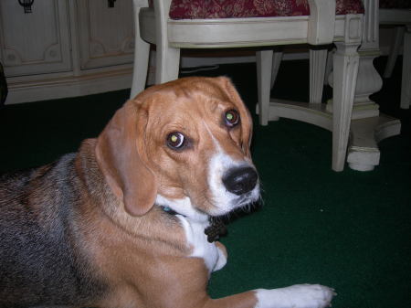my little beagle!