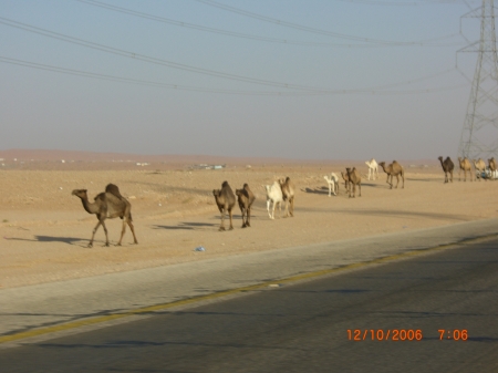 Camels on the Highway near Riyadh, Saudi Arabia 2006