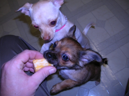 Joe feeding Sophie and Leo