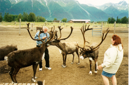 Dad and I feeding the raindeer at the raindeer farm