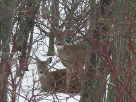 Deer in our front yard