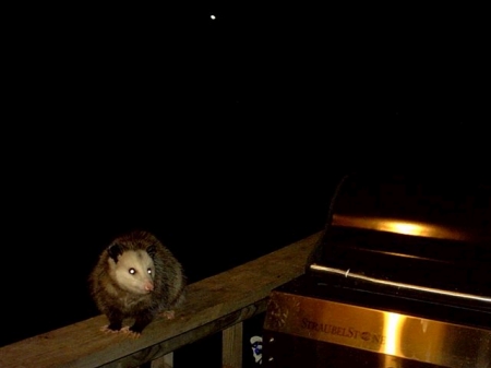 Possum by the Grill