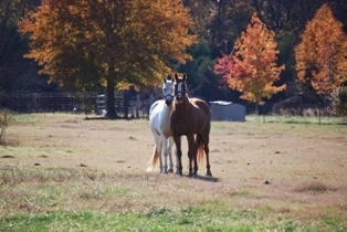 Two of my horses in our pastures