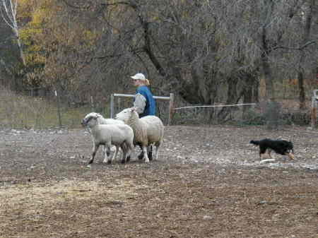 One of my hobbies - working my dogs out at the farm
