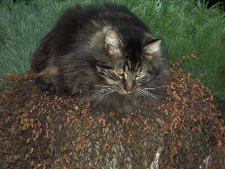 Ben Jammin' our watch cat