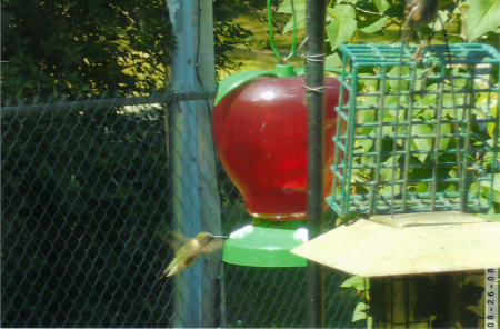 Hummingbird-8-2008