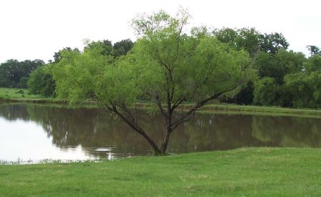 Judy's pond, May 2007