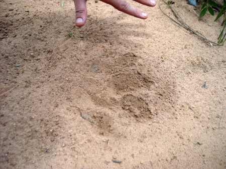 amzonian jaguar track...feb. 2009