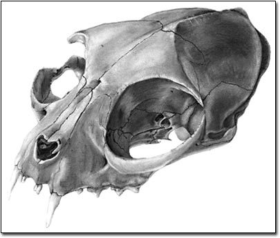 Feline Cranial Study