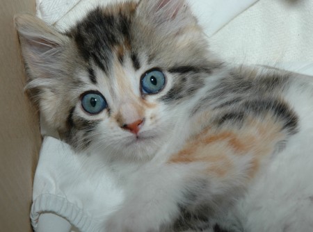 Bonnie Thistle as kitten