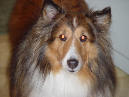 My Lassie Dog