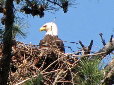 Bald Eagle, Arkabutla Lake, MS, 4/29/07