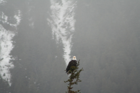 Eagle as seen from the Girdwood Alaska road.