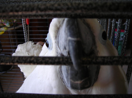 My oldest Farley an umbrella cockatoo