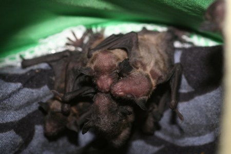 Little Brown Bat pups