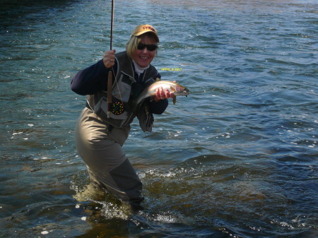 Madison River  rainbow trout