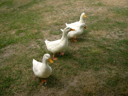 Our ducks