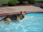 Sadie in pool
