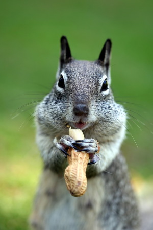 Squirrel in the park